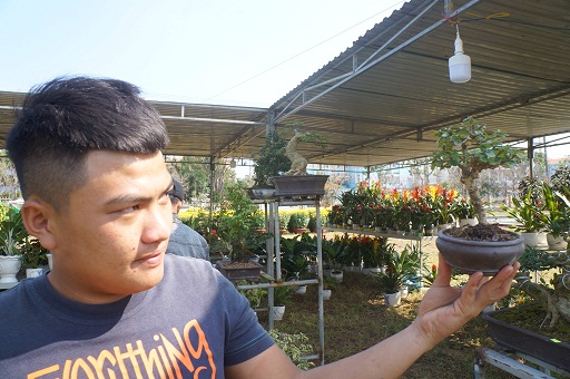 La liệt bonsai độc lạ giá cả cây vàng đại náo thị trường Tết 2018